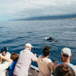 Breathtaking Aquatic Odyssey Eco-Yacht Whale Watching Cruise in Los Cristianos