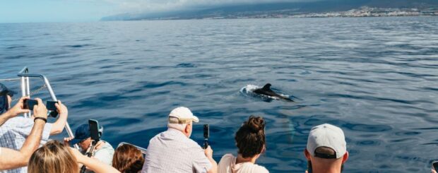 Breathtaking Aquatic Odyssey Eco-Yacht Whale Watching Cruise in Los Cristianos